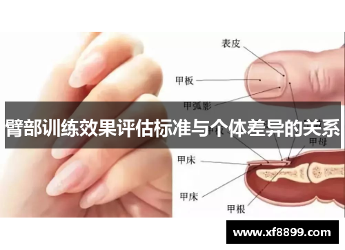 臂部训练效果评估标准与个体差异的关系